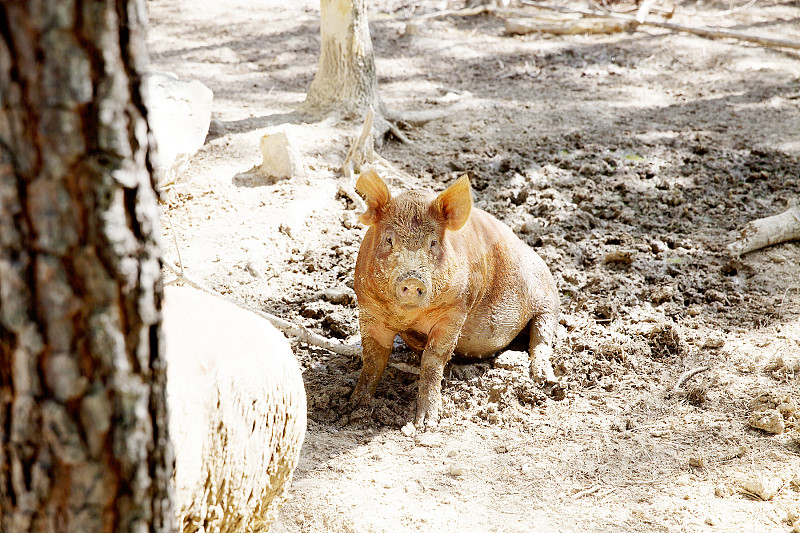 科技新星，2015最新小猪引领生活潮流